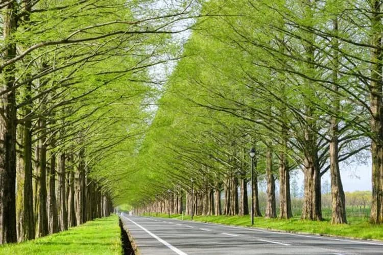 水杉林蔭大道