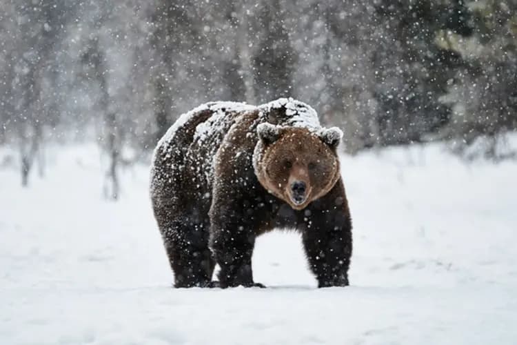 芬蘭極光不思議～極光海濱別墅、聖誕老人村、冰雪體驗動物園、星空夜臥火車八日