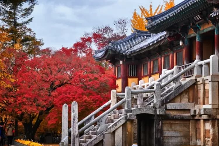 佛國寺楓葉-紅葉銀杏賞