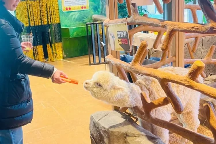 濟州神話世界主題樂園MOMO ZOO(摸摸動物園)-神話世界(門票三項券+摸摸動物園MOMO ZOO)