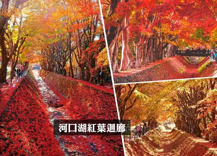 秋楓東京溫泉5日.輕井澤雪場池.富士山景觀纜車.河口湖紅葉迴廊.川越老街.明治神宮外苑.採果趣.敘敘苑燒肉.螃蟹吃到飽