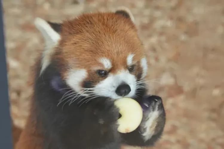 旭山動物園(可愛北極熊、企鵝、小熊貓)