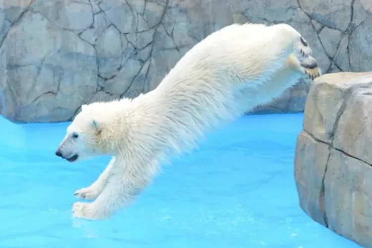 旭山動物園(可愛北極熊、企鵝、小熊貓)