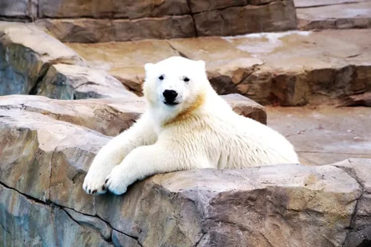 旭山動物園(可愛北極熊、企鵝、小熊貓)