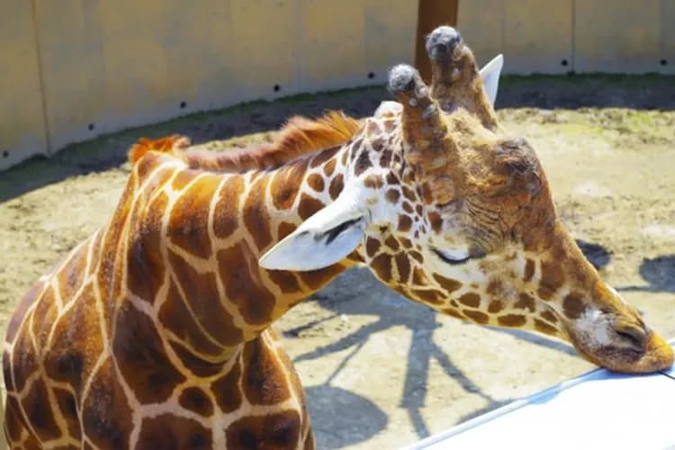 旭山動物園(可愛北極熊、企鵝、小熊貓)