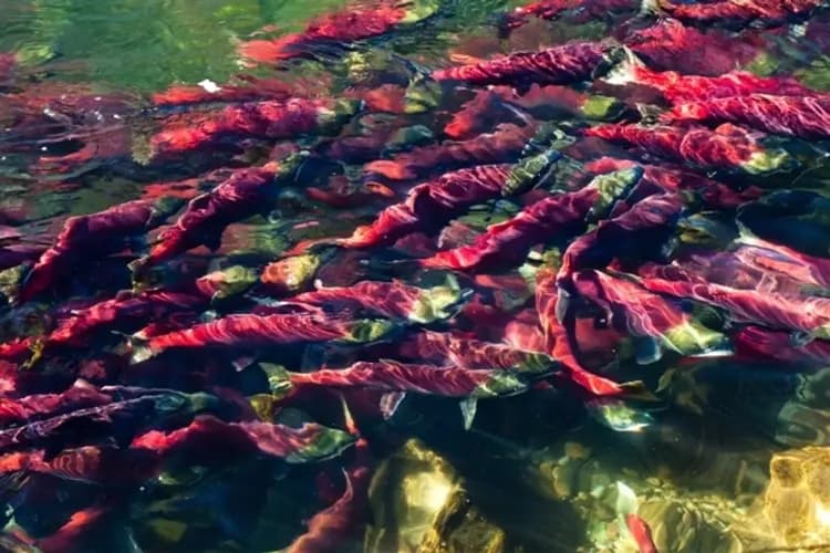 亞當斯河～鮭魚洄游奇景