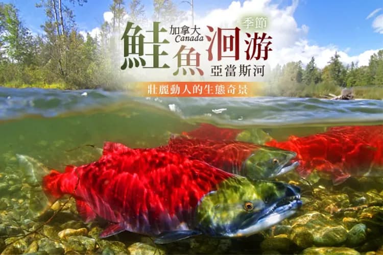 亞當斯河～鮭魚洄游奇景