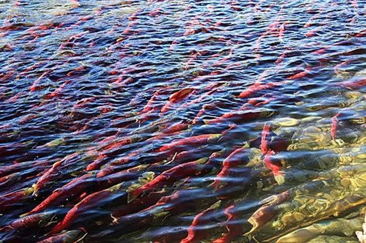 四年一次鮭魚洄游～加拿大賞鮭趣、四大國家公園、露易絲湖城堡、維多利亞風情10日-9