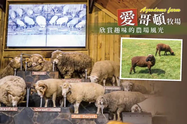 愛哥頓牧場：剪羊毛秀、農場巡遊、萌寵零距離