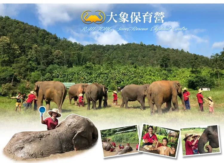 【清邁親子遊５日】夜間動物園、泰山叢林遊、友善大象營、大象便便紙公園、長榮航空[含稅]-7
