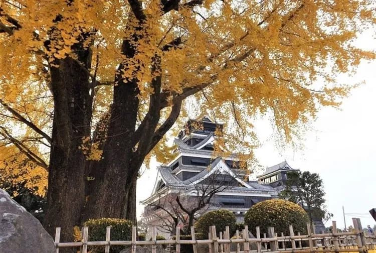 【超值楓九州５日】高千穗峽、阿蘇老街、大觀峰、熊本城、柳川遊船、湯布院、菊池溪谷[含稅簽]