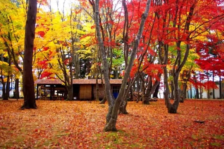 函館市觀光資訊官方網站提供-道南紅葉物語