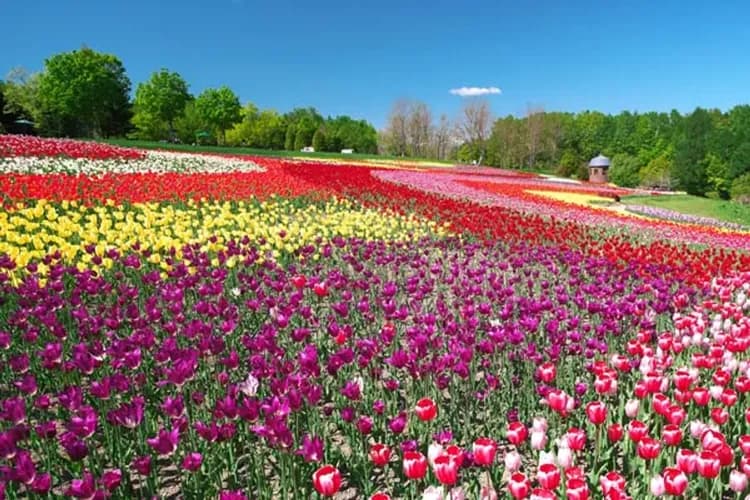 瀧野鈴蘭公園