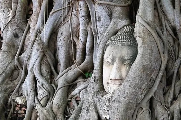 瑪哈泰寺-大城風情漫遊