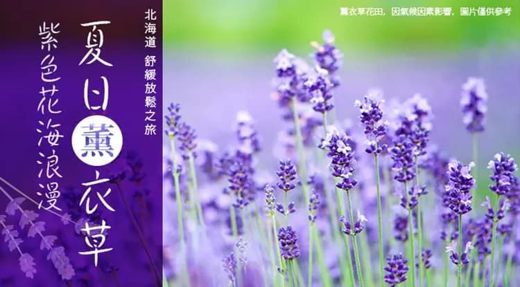 TTE旅展優惠價｜全程無自理餐.保住日航.富良野花田.函館夜景.金森倉庫.加碼螃蟹吃到飽五日｜四晚溫泉