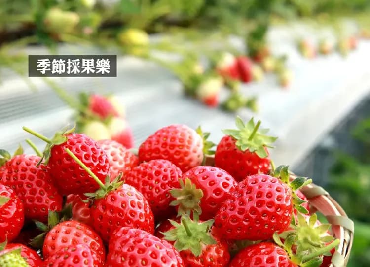 雪夢幻東北三溫泉5日.樹冰纜車.銀山溫泉.雪上活動.藏王狐狸村.狔鼻溪遊船.採草莓.螃蟹和牛（花卷進仙台出）-8