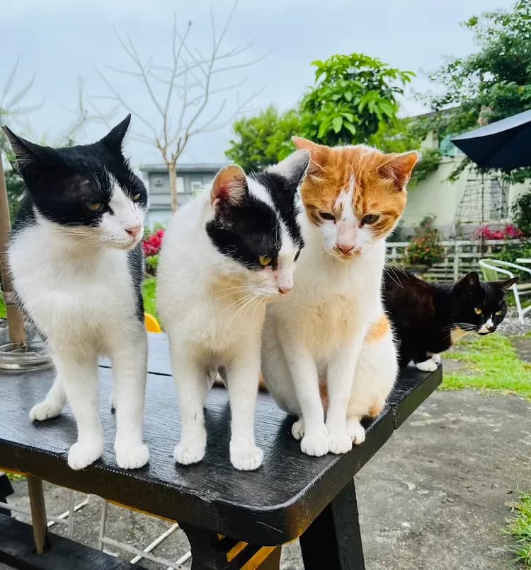 貓天空寵物鄉村民宿-4