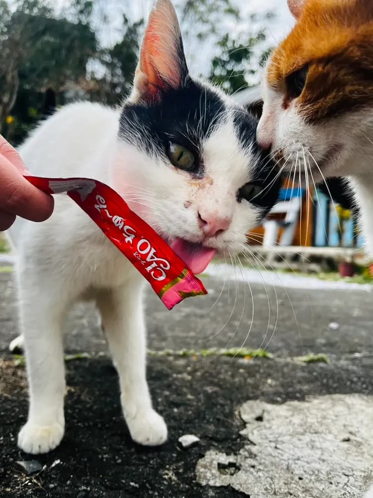 貓天空寵物鄉村民宿-9