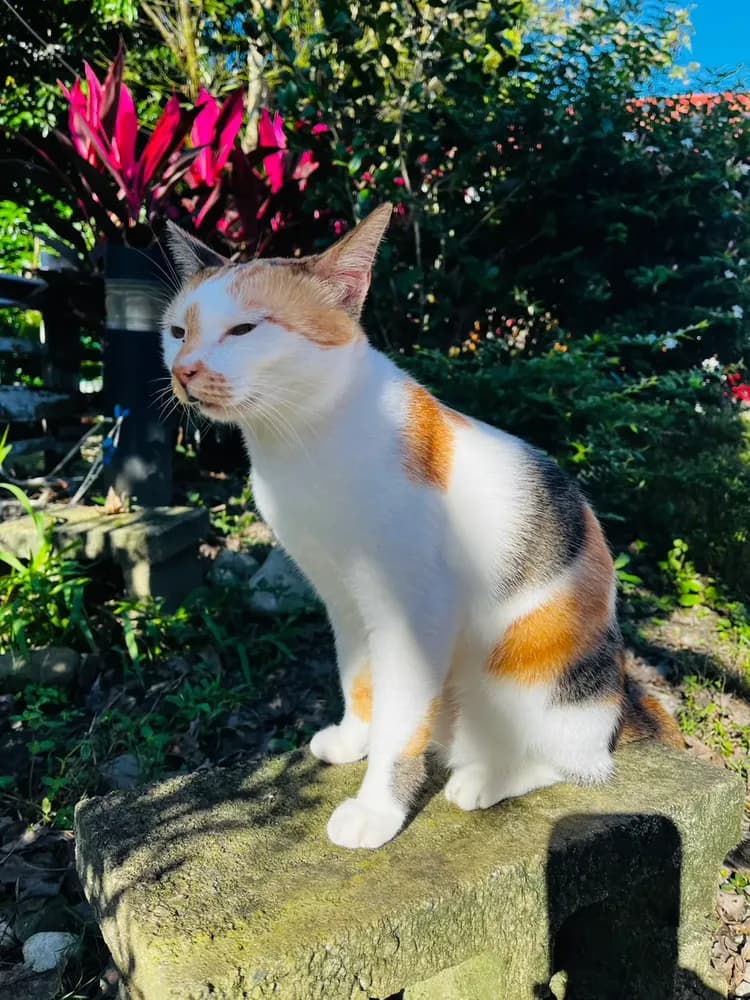 貓天空寵物鄉村民宿-11