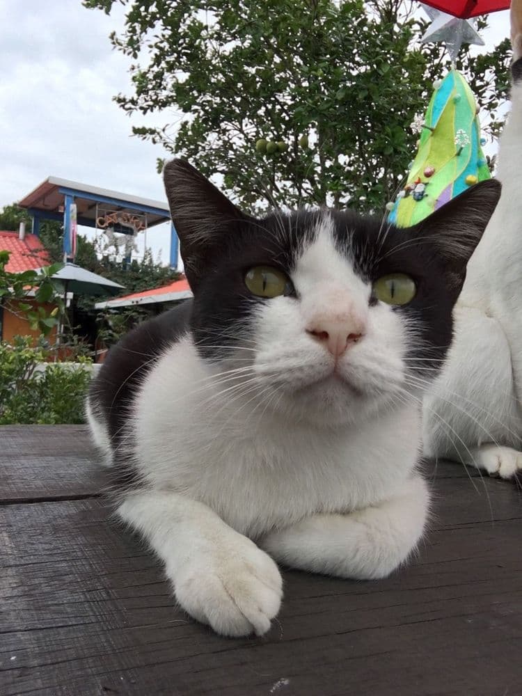 兔兔窩渡假民宿 | BBQ烤肉&自行車使用 | 鄉村風 | 安農溪-5