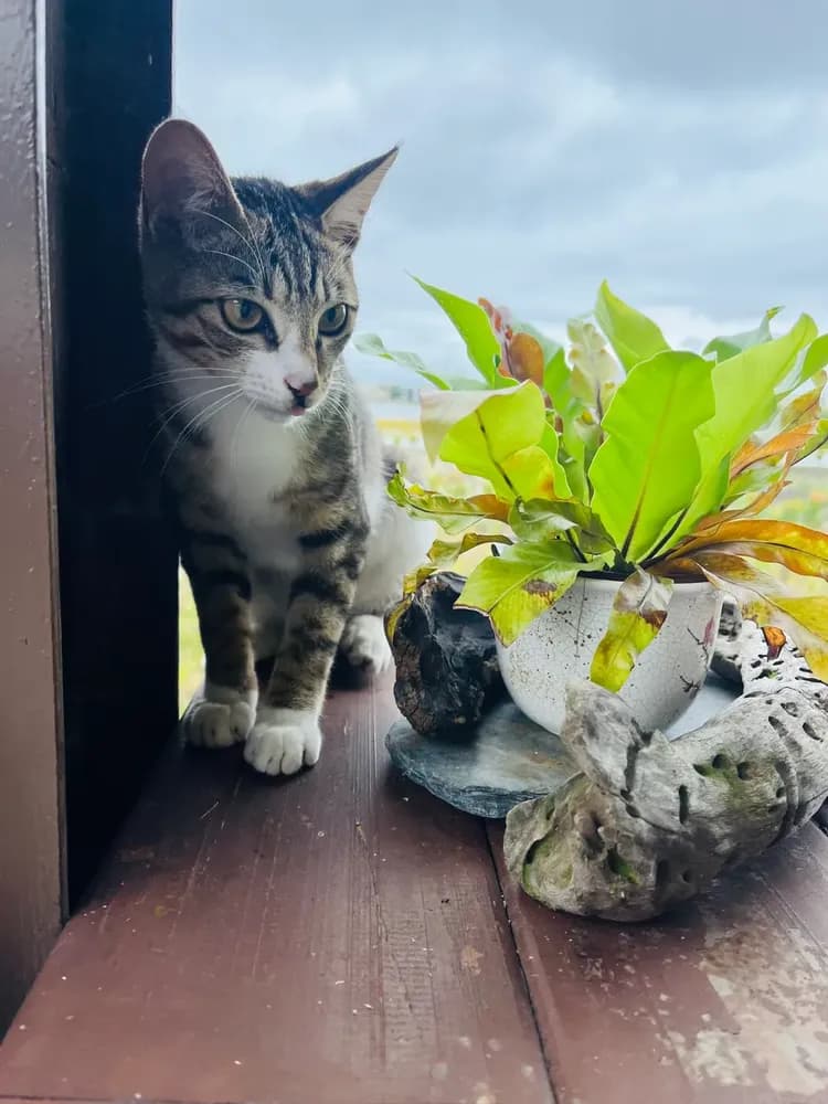 貓天空寵物鄉村民宿-12