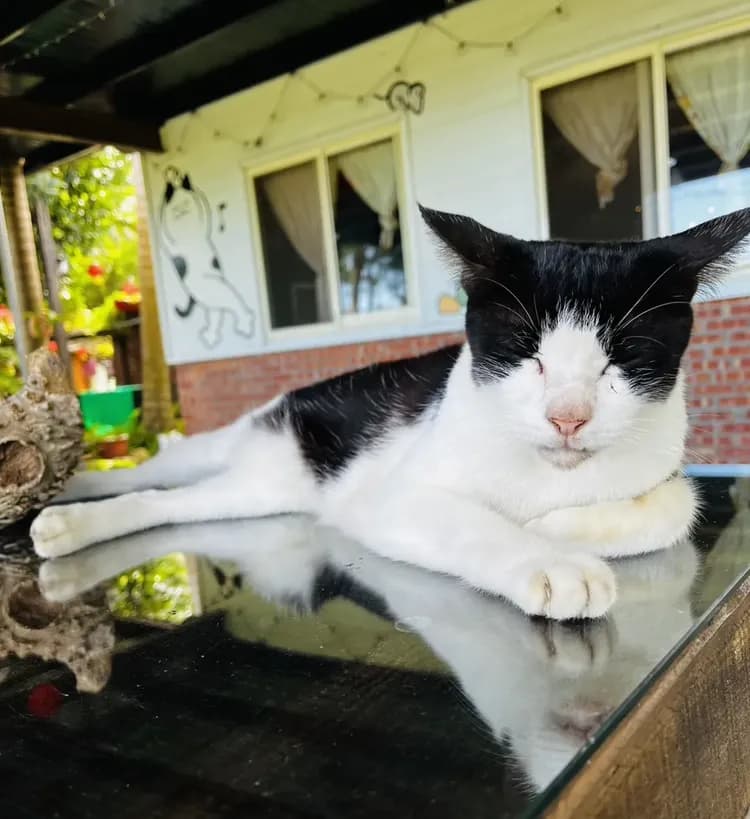 貓天空寵物鄉村民宿-13