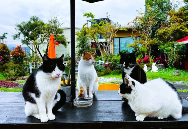 貓天空寵物鄉村民宿-5