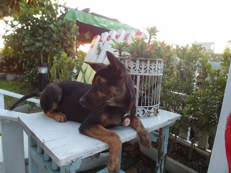 兔兔窩渡假民宿 | BBQ烤肉&自行車使用 | 鄉村風 | 安農溪-7