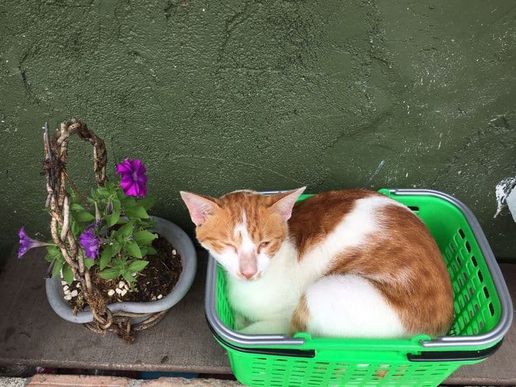 兔兔窩渡假民宿 | BBQ烤肉&自行車使用 | 鄉村風 | 安農溪-8