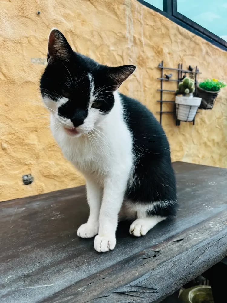 貓天空寵物鄉村民宿-10