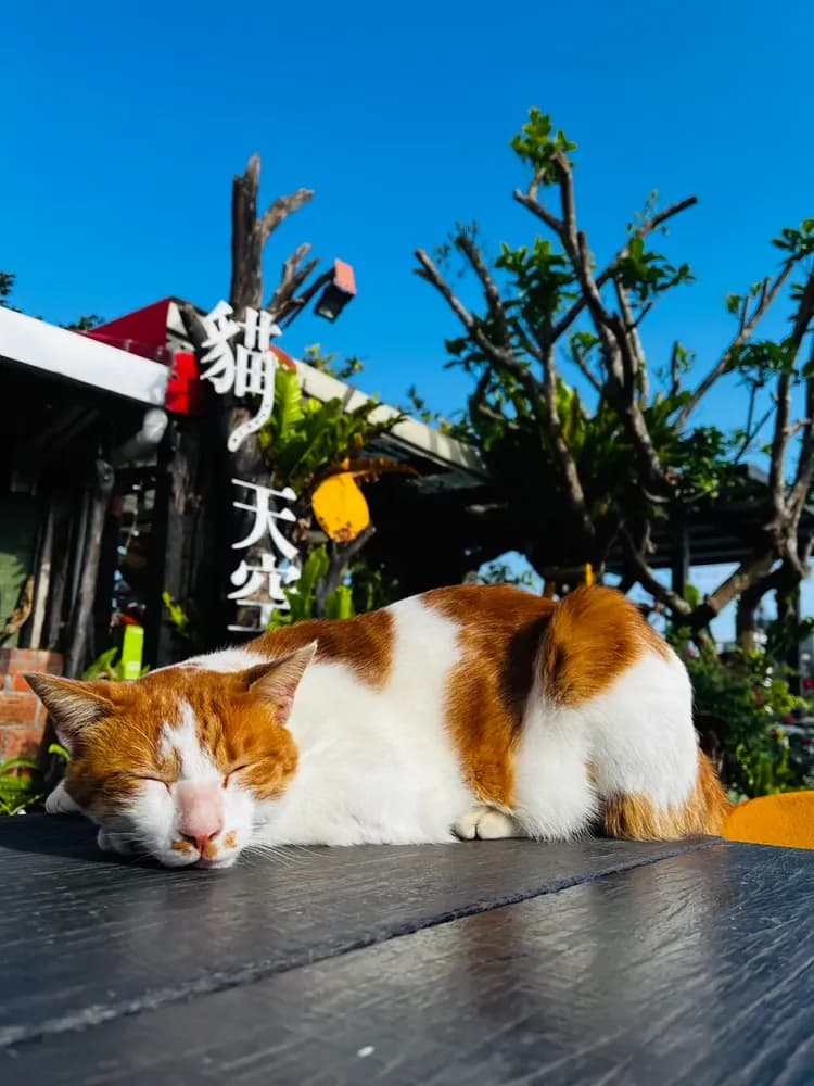 貓天空寵物鄉村民宿-6