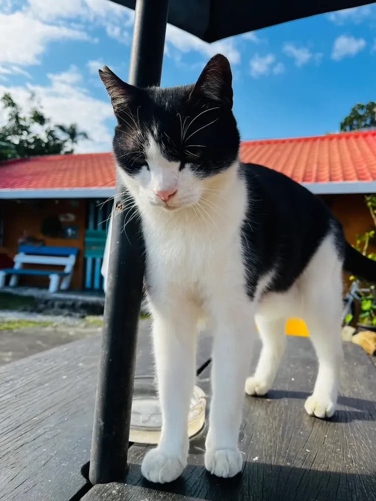 貓天空寵物鄉村民宿-7