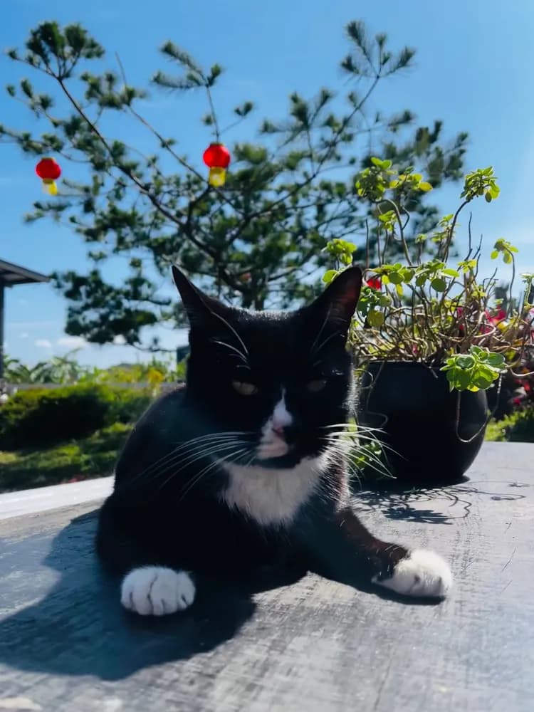 貓天空寵物鄉村民宿-8