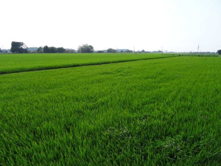 Nearby rice field