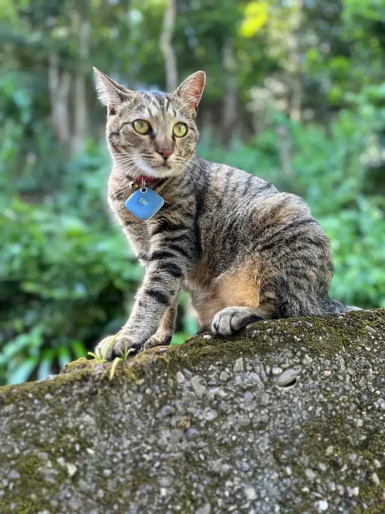 MOMO cat  時々姿を見せます