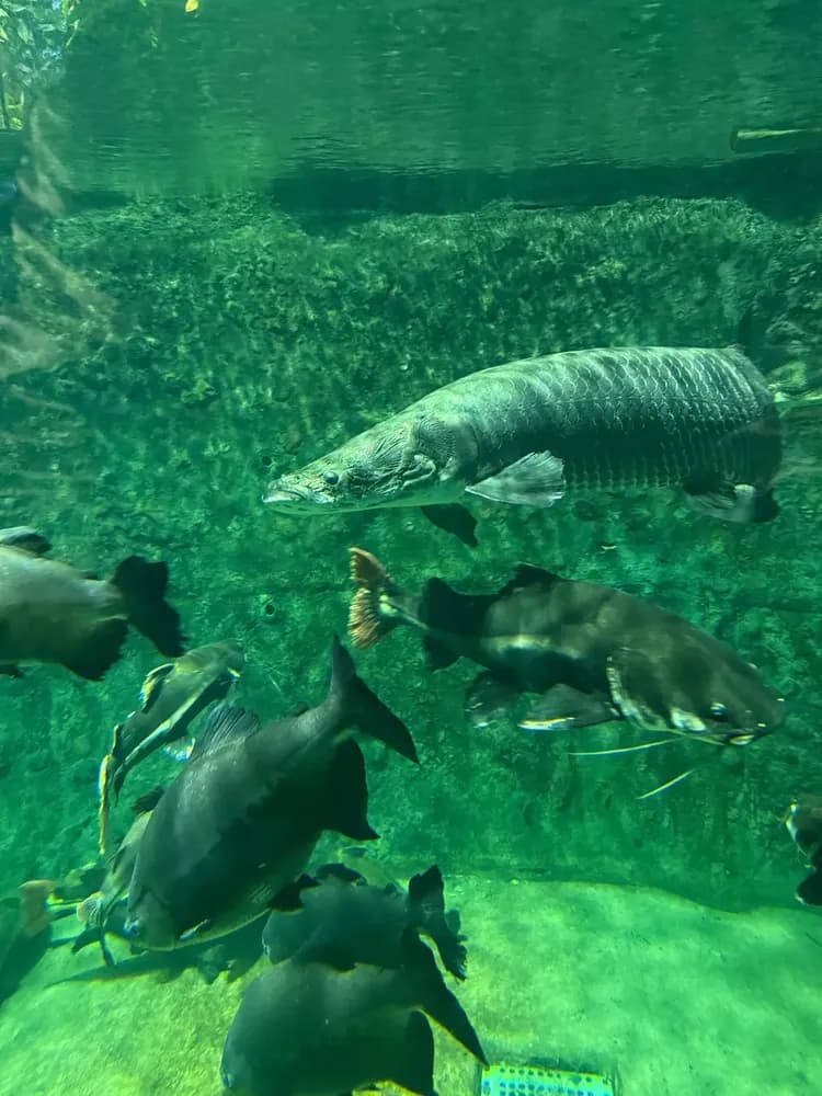 アマゾンの海　鳥羽水族館徒歩数分