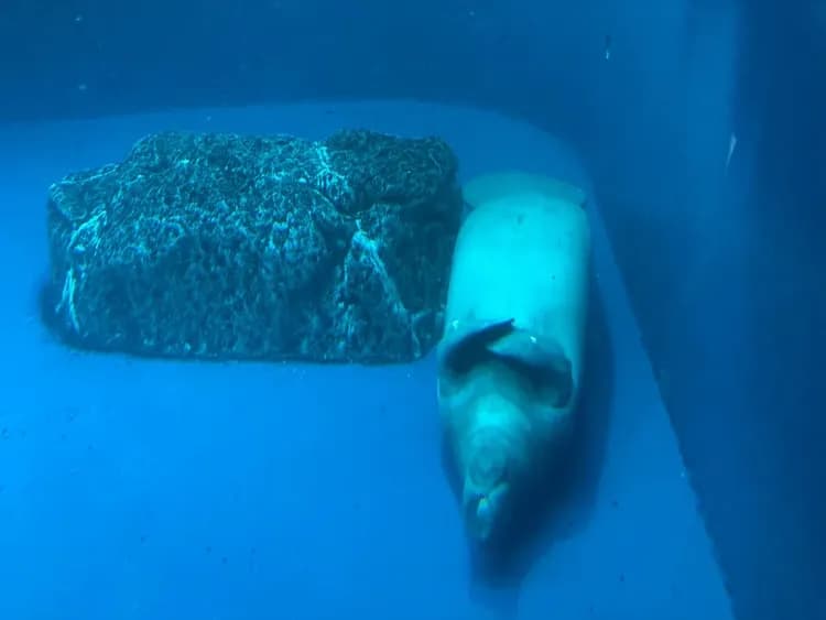 マナティのお昼寝も見られます