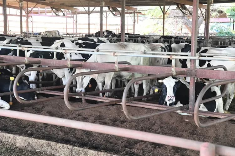 ここの「ソフトクリーム」絶品！！