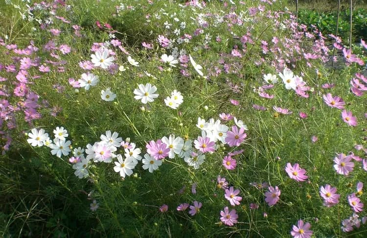 柿畑のコスモス