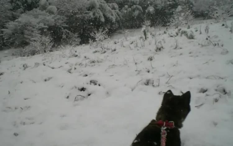 柿農園の雪景色と愛犬モモ