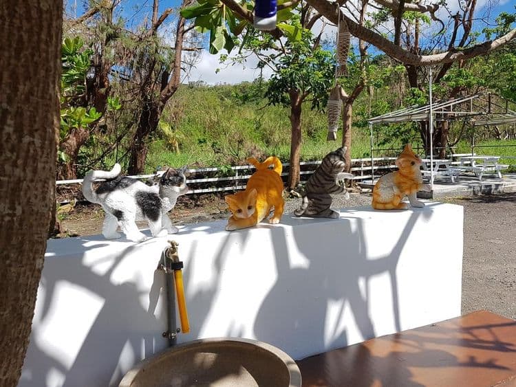 貓兒散散步 l 寵物友善-1