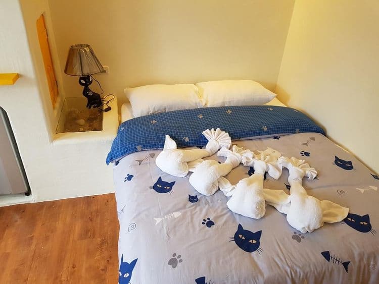 貓兒散散步 l 寵物友善-7