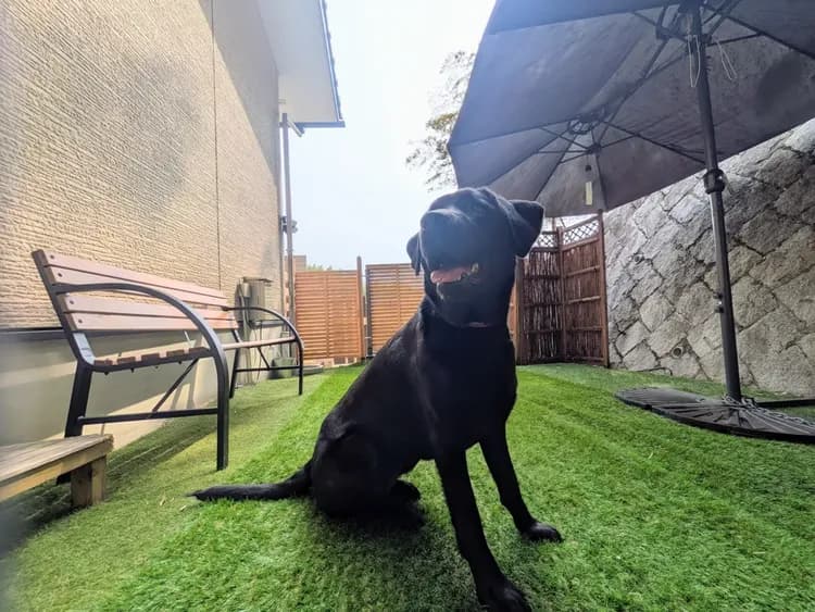 新看板犬❤人大好きモナです　よろしくお願いします。