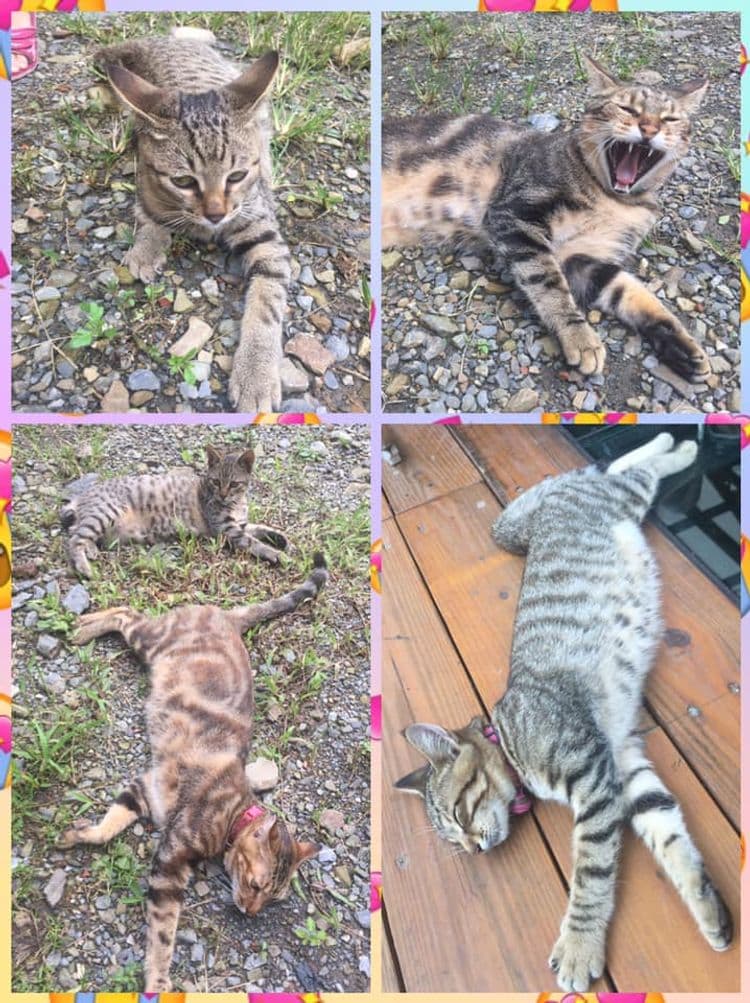 埔里觀瀑渡假民宿-15