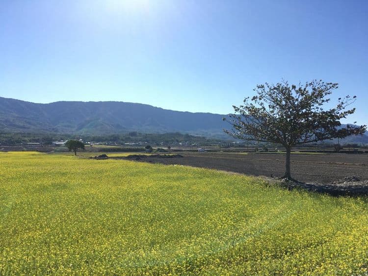 Flower Bed&Breakfast is now Ikegami-1