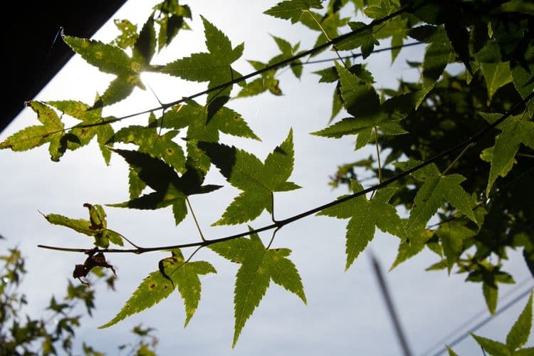 Qing Jing Fengye Homestay-7