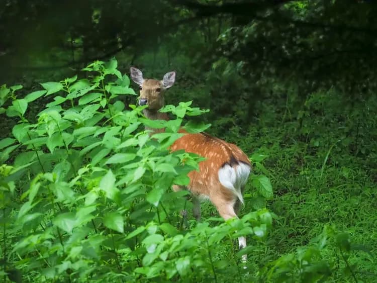 A villa in the forest in Nankarazawa.-10