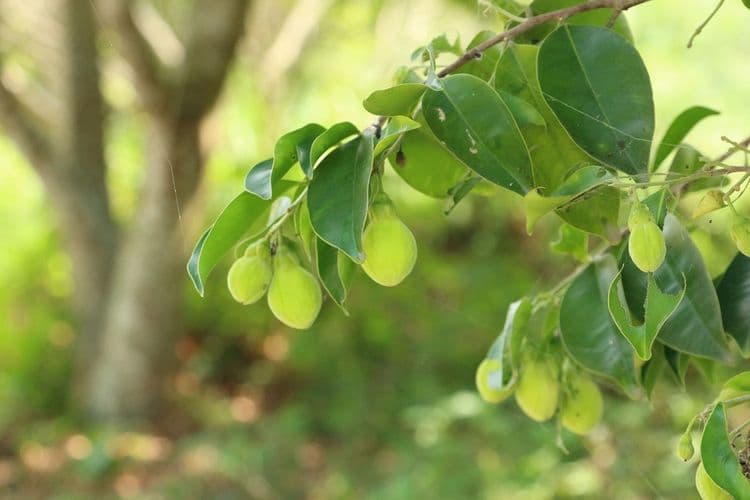 五柳園休閒農場-11