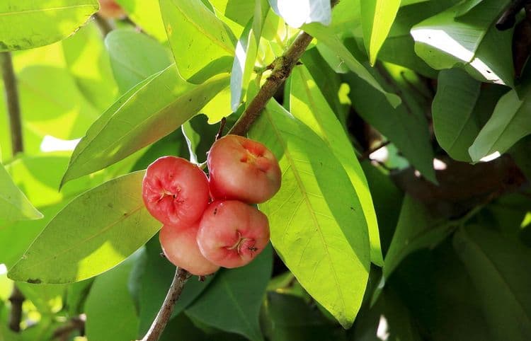 五柳園休閒農場-10