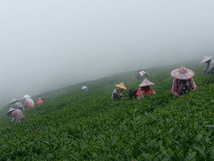 新天山茶業民宿-7